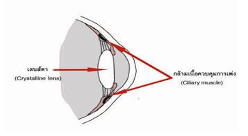 สายตายาวผู้สูงอายุ ( Presbyopia )
