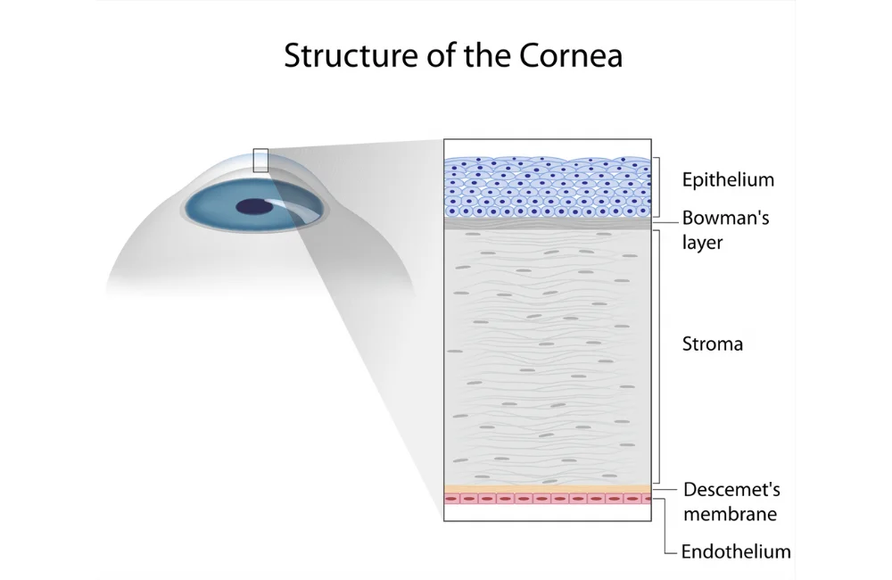 โครงสร้างกระจกตา