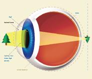 สายตายาว