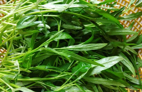 ผักบุ้งจีน