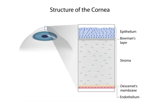 โครงสร้างกระจกตา