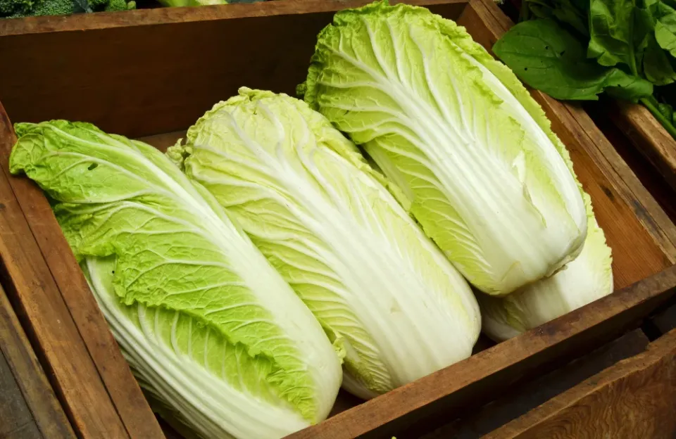 ผักกาดขาว