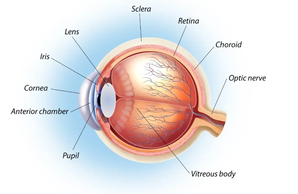 โครงสร้างดวงตา